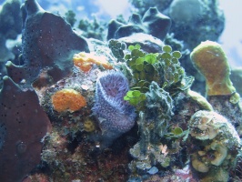 072 Purple Vase Sponge and reef IMG 5210